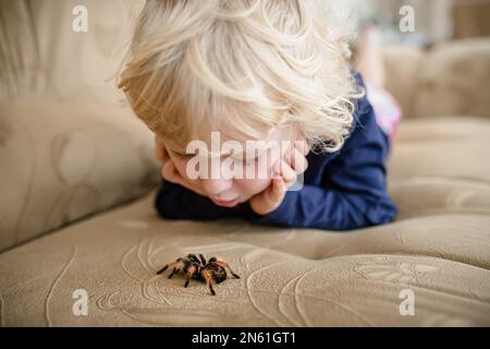 Das Kind sieht die riesige Tarantel-Spinne, die auf der Couch krabbelt, merkwürdig an. Das Mädchen studiert zu Hause ein wildes Tier. Stockfoto