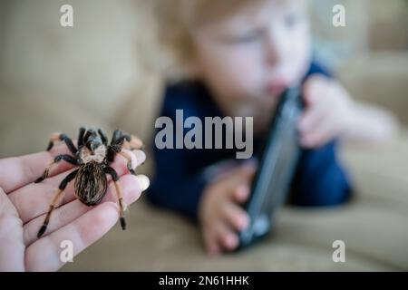 Mom hat eine riesige Taranula-Spinne erwischt, die an einem Kind vorbeikrabbelte, das mit einem Handy spielte. Arachnophobie Stockfoto