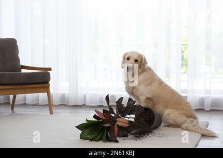 Süßer Golden Retriever Hund in der Nähe einer umgestürzten Zimmerpflanze auf leichtem Teppich zu Hause. Platz für Text Stockfoto