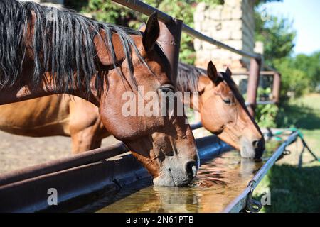 Kastanienpferde trinken an sonnigen Tagen draußen Wasser. Wunderschönes Haustier Stockfoto