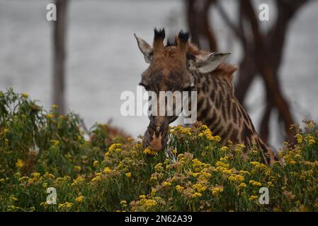 Giraffen essen in kenia masai mara Stockfoto