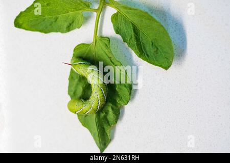 Der Tabakhornwurm Manduca sexta (L.) ist ein häufiger Schädling von Pflanzen der Familie Solanaceae, zu dem Tabak, Tomaten, Pfeffer und andere gehören. USA. Stockfoto