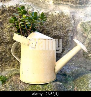 Gießkanne aus Metall mit grüner Pflanze. Stockfoto