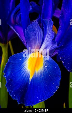 Holländische Blaue Iris Stockfoto