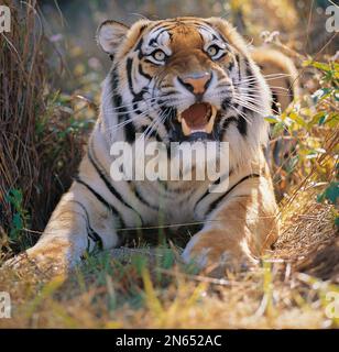 Der bengalische Tiger bewegt sich anmutig durch Wasser Stockfoto