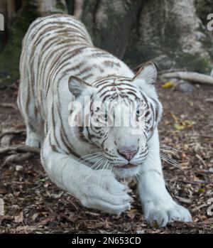 Der bengalische Tiger bewegt sich anmutig durch Wasser Stockfoto