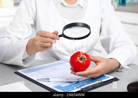 Wissenschaftler mit Lupe, die Tomaten am Tisch im Labor untersuchen, Nahaufnahme. Gifterkennung Stockfoto