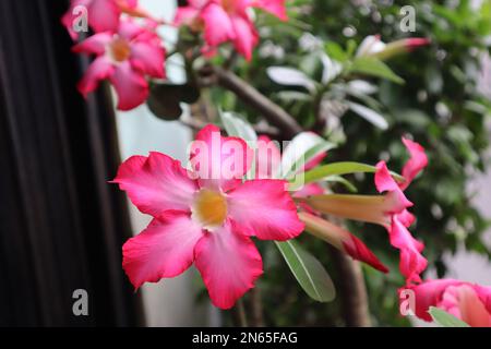 Nahaufnahme der Frangipani-Blumen, die im Hof des Hauses mit natürlichem Licht und verschwommenem Hintergrund blühen Stockfoto