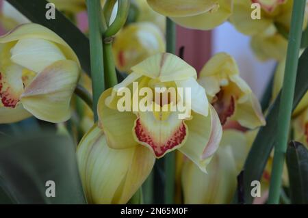 Ein Haufen gelbes Cymbidium oder Boat Orchid Stockfoto