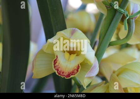 Ein Haufen gelbes Cymbidium oder Boat Orchid Stockfoto
