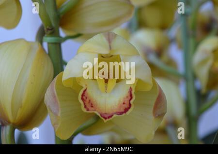 Ein Haufen gelbes Cymbidium oder Boat Orchid Stockfoto