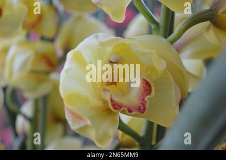 Ein Haufen gelbes Cymbidium oder Boat Orchid Stockfoto