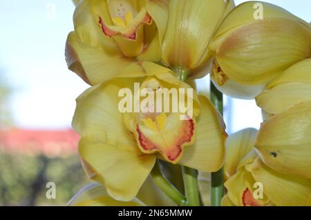 Ein Haufen gelbes Cymbidium oder Boat Orchid Stockfoto