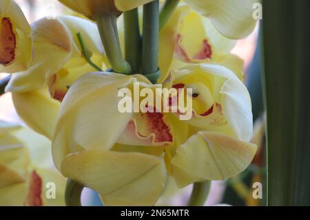 Ein Haufen gelbes Cymbidium oder Boat Orchid Stockfoto