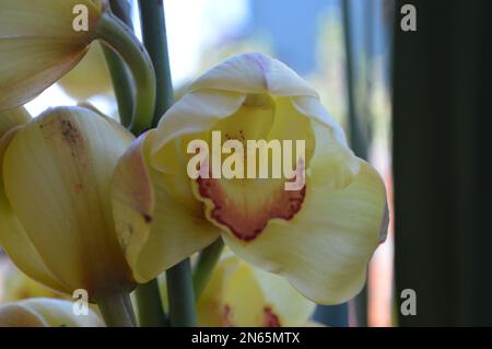 Ein Haufen gelbes Cymbidium oder Boat Orchid Stockfoto