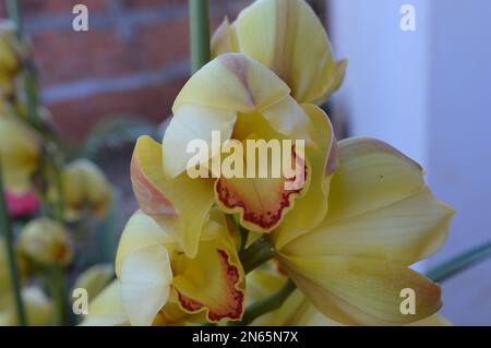 Ein Haufen gelbes Cymbidium oder Boat Orchid Stockfoto