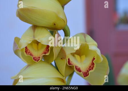 Ein Haufen gelbes Cymbidium oder Boat Orchid Stockfoto