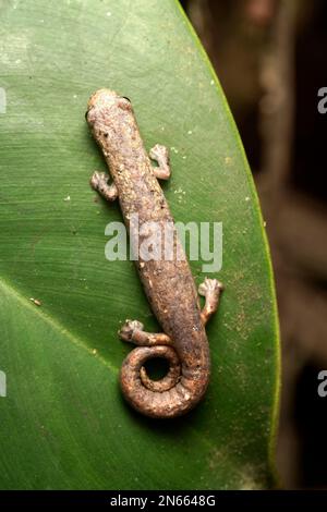 Lungless Salamander (Bolitoglossa sp.), Orellana, Ecuador Stockfoto