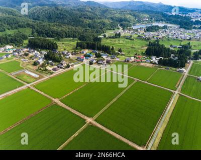 Reisfeld, Schachbrettmuster, Bauernhäuser, Fuß der Berge, Drohnenantenne, Yokote City, Akita, Tohoku, Japan, Ostasien, Asien Stockfoto