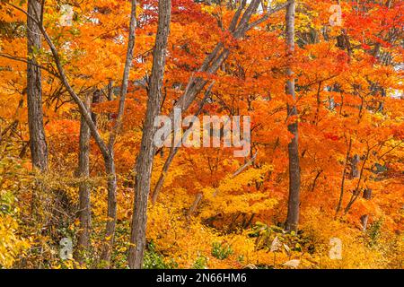 Herbstwald aus Eichen und Ahorn, Masuda machi (Masuda), Yokote, Akita, Tohoku, Japan, Ostasien, Asien Stockfoto