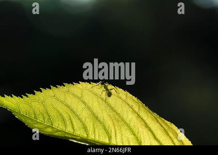 Ameisensilhouette auf Blatt, Morgentau, Gras, Garten, Feld, Yokote City, Akita, Tohoku, Japan, Ostasien, Asien Stockfoto