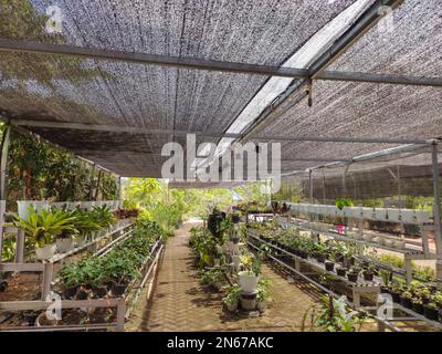 Gartenpflanzen in Töpfen mit Sonnenschirmnetz oben zum Schutz vor der Sonne. Im Freien Stockfoto