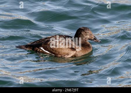 Weißflügelvogel in Vancouver, BC, Kanada Stockfoto