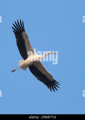 Vertikale Ansicht eines orientalischen Storchs (Ciconia boyciana), im Flug, blauer Himmel, Mai Po Naturreservat, Neue Territorien, Hongkong, China 20. Januar 2023 Stockfoto