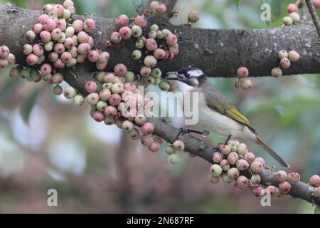 Chinesisches Bulbul (Pycnonotus sinensis), in banyan Tree, Mai Po Nature Reserve, Hongkong, 4. Februar 2023 Stockfoto