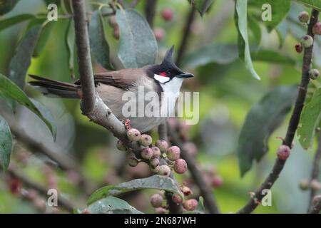 Rotes Bollwerk (Pycnonotus jocosus), in banyan Tree, Mai Po Nature Reserve, Hongkong, 4. Februar 2023 Stockfoto