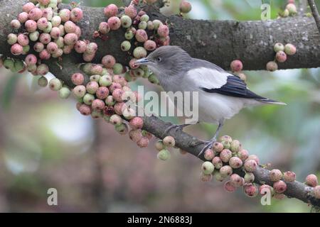 Weißschulter-Starling (Sturnia sinensis), in banyan Tree, Mai Po Nature Reserve, Hongkong, 4. Februar 2023 Stockfoto