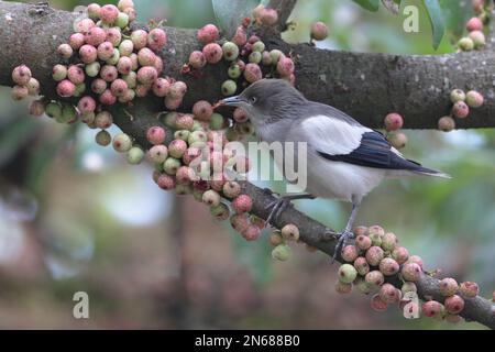 Weißschulter-Starling (Sturnia sinensis), in banyan Tree, Mai Po Nature Reserve, Hongkong, 4. Februar 2023 Stockfoto