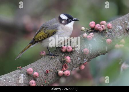 Chinesisches Bulbul (Pycnonotus sinensis), in banyan Tree, Mai Po Nature Reserve, Hongkong, 4. Februar 2023 Stockfoto