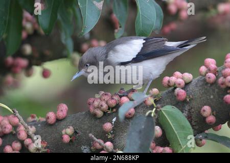 Weißschulter-Starling (Sturnia sinensis), in banyan Tree, Mai Po Nature Reserve, Hongkong, 4. Februar 2023 Stockfoto