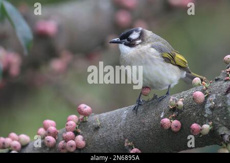 Chinesischer Bulbul (Pycnonotus sinensis), in Superb Fig (Ficus superba) Tree, MPNR, Hongkong 4. Februar 2023 Stockfoto