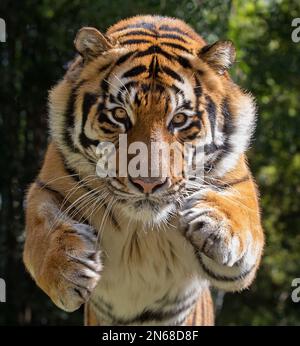 Der bengalische Tiger bewegt sich anmutig durch Wasser Stockfoto