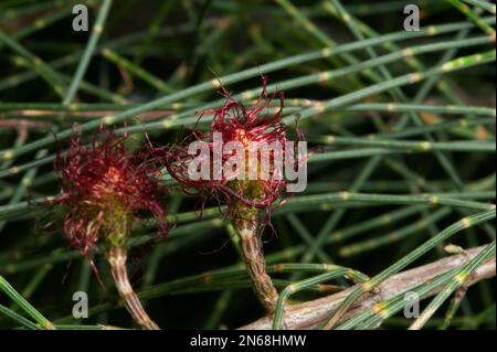 Sheoke-Bäume (Casuarina littoralis) haben männliche und weibliche Tiere. Das sind die weiblichen Blumen, die eine Nuss erzeugen, wenn sie bestäubt werden. Hochkins Ridge Reserve. Stockfoto