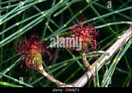 Sheoke-Bäume (Casuarina littoralis) haben männliche und weibliche Tiere. Das sind die weiblichen Blumen, die eine Nuss erzeugen, wenn sie bestäubt werden. Hochkins Ridge Reserve. Stockfoto