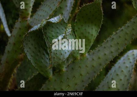 Reifer wilder Stachelbirnen-Kaktus mit einem jungen Nopalenkeim und scharfen Dornen. Nopal opuntia Sukkulente lebende Pflanze, die in einer Wüste auf einem dunkelgrünen na wächst Stockfoto