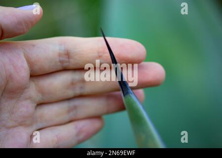 Ein riesiger langer schwarzer, scharfer Dorn von Agave fernandi regis in der Hand einer Frau auf grünem, natürlichem Hintergrund. Saftige, kaktgefährdende Wüstenpflanzen Stockfoto