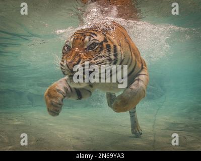 Der bengalische Tiger bewegt sich anmutig durch Wasser Stockfoto