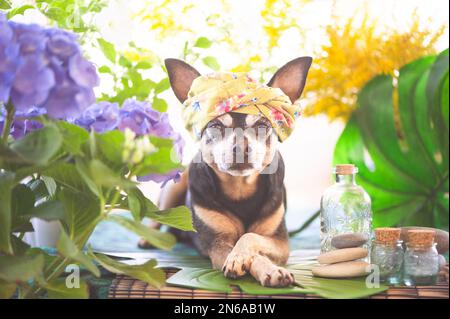 Süßes Haustier zum Entspannen im Wellnessbereich. Hund in einem Turban eines Handtuchs zwischen den Wellnessartikeln und Pflanzen. Lustiges Konzept zum Pflegen, Waschen und Pflegen von Stockfoto