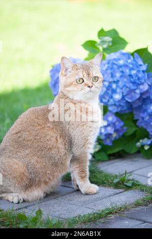 Eine britische Katze aus goldenem Chinchilla sitzt mit blütenblauer Hortensien auf dem Weg. Hochwertiges Werbematerial. Haustiere im Sommer zu Fuß Stockfoto