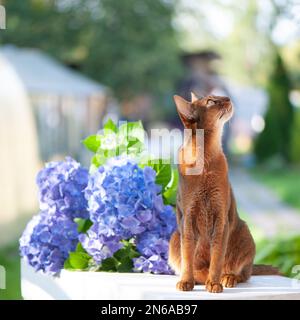 Abyssinische Katze, die auf einer Terrasse mit blütenblauer Hortensien sitzt. Hochwertiges Werbematerial. Haustiere im Sommer zu Fuß Stockfoto