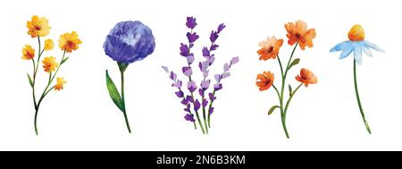 Wildblumen im Aquarellstil, isoliert auf weißem Hintergrund. Stock Vektor