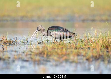 Nahaufnahme des Glossy Ibis Vogel mit selektivem Fokus Stockfoto