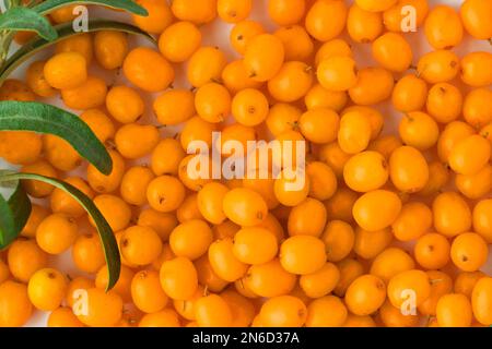 Sanddorn. Hintergrund reifer Beeren. Speicherplatz kopieren. Beeren Stockfoto