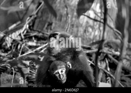 Ein Säugling von Sulawesi-Schwarzkammmakaken (Macaca nigra) wird von einer erwachsenen weiblichen Person im Naturschutzgebiet Tangkoko, North Sulawesi, Indonesien, betreut. Seit mindestens 1997 untersuchen Wissenschaftler die möglichen Auswirkungen des Klimawandels auf Primaten der Welt, mit dem Ergebnis, dass er mutmaßlich ihr Verhalten, ihre Aktivitäten, ihren Fortpflanzungszyklus und ihre Verfügbarkeit von Nahrungsmitteln verändert. Stockfoto