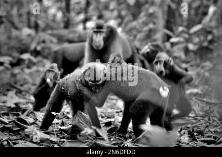 Junge Menschen von Sulawesi-Schwarzkammmakaken (Macaca nigra) sind in aggressives Verhalten gegeneinander im Naturschutzgebiet Tangkoko, Nord-Sulawesi, Indonesien, verwickelt. Primate Wissenschaftler haben herausgefunden, dass aggressive Verhaltensweisen (Bedrohung und Angriff) Teil der endemischen makaken sozialen Aktivitäten sind. Stockfoto