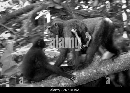 Eine Erwachsene Frau von Sulawesi-Schwarzkammmakaken (Macaca nigra) trägt ein Kind, während sie sich auf einem Baumstamm bewegt, vor dem Hintergrund anderer Personen im Tangkoko-Wald in Nord-Sulawesi, Indonesien. Stockfoto